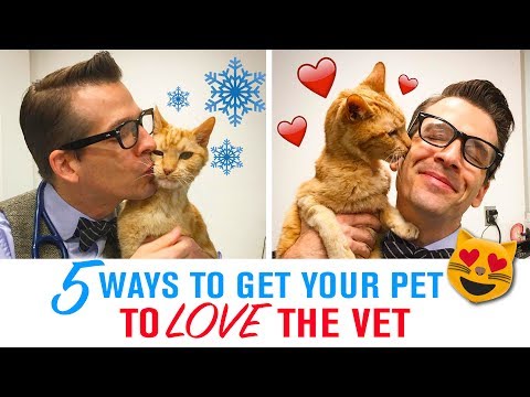 5 Tips to Get Your Pet to Love the Vet - Fear Free Veterinary Visits