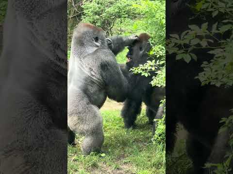 Sibling rivalry by Silverback  Gorillas at the Bronx Zoo!