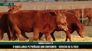 5 Vaquillonas PC Preñadas - Los Choles - Plaza Ganadera
