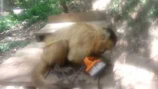 preview picture of video 'La Senda Verde - Walking with the Capuchins'