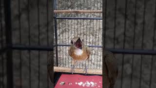 Download lagu SRDC GACOR mp3