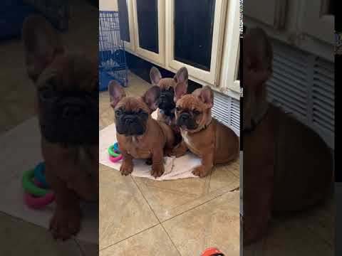 download lagu mp3 mp4 Red Sable French Bulldog, download lagu Red Sable French Bulldog gratis, unduh video klip Red Sable French Bulldog