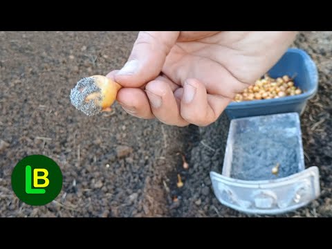 Pre sadnje luka obavezno uradite to. Nema bolesti i štetočina, prinos se povećava