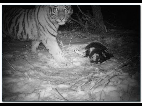 Последний людоед - Индийский тигр убица