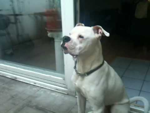 Schulle Kopfschütteln