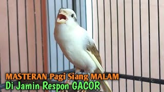 Download lagu Masteran Kenari gacor Muda belajar NATA LAGU, paling Pandai utk pancingan kenari paud belajar bunyi mp3 Download lagu Masteran Kenari gacor Muda belajar NATA LAGU, paling Pandai utk pancingan kenari paud belajar bunyi mp3