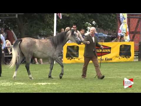 N.13 MAIISAH - Ströhen 2015 C-Show - Fillies 2 years old (Class 5)