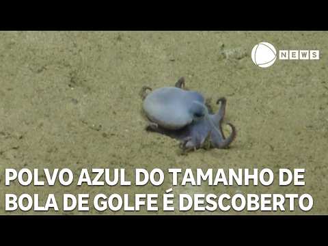 Polvo azul do tamanho de uma bola de golfe é descoberto