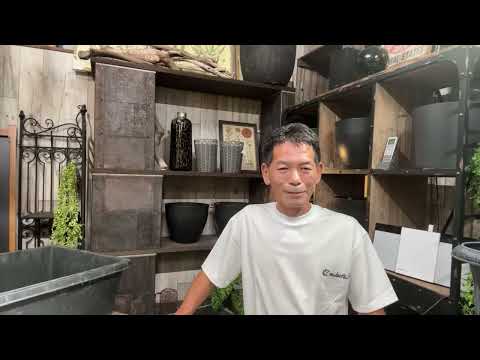 イロハモミジ「オレンジドリーム」 植物