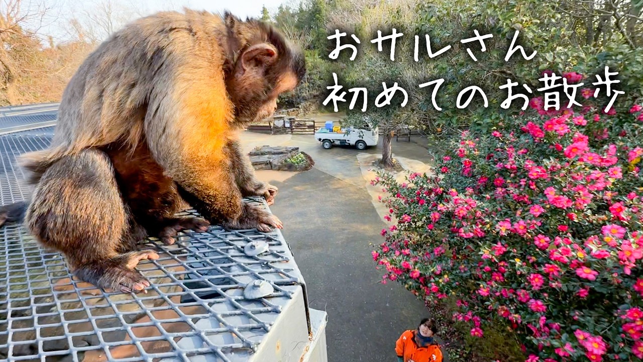 ドキドキの初散歩…！フサオマキザルの放し飼いにチャレンジしてみました。