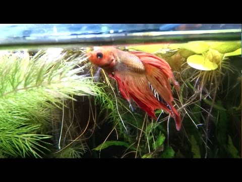 5 Gallon Betta Fish Tank Update #1