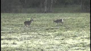 preview picture of video 'Short Buck Fight, East Texas, Montgomery County, 2010, Whitetail Deer'