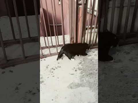 Kot Gacek ze Szczecina🐱