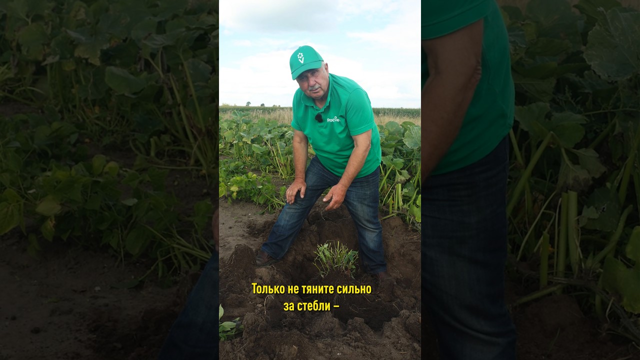 Пионы будут цвести пышными шапками, если омолодить так осенью! Как поделить куст пиона