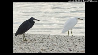 Dum Ghutta Hai ::::: {Rekha Bhardwaj &amp; Rahat Fateh Ali Khan}