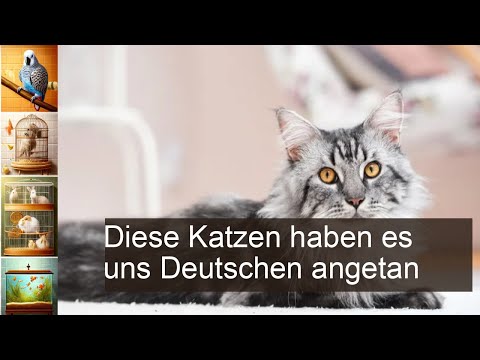 Die beliebtesten Katzen in Deutschland: Hauskatze, Britisch Kurzhaar, Perserkatze und Co.