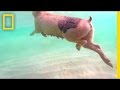 Swimming Pigs Rule This Tropical Island National Geographic