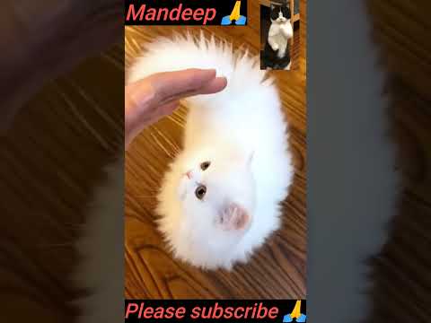Cute Cat 😺 #Short #ytshort #Mandeep