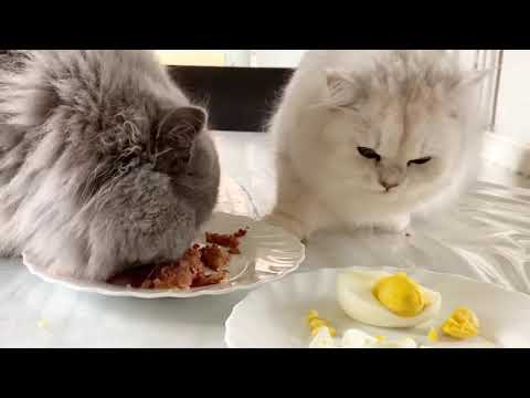 Salmon V/S  Egg || What will my Cat’s eat ?? || Cats favourite food