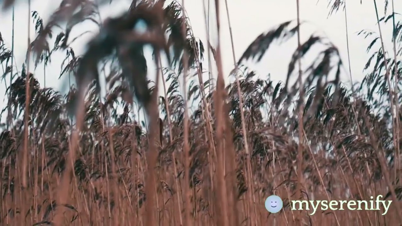 Exploring Calm Meditation Images: Enhancing Your Practice, calm meditation images