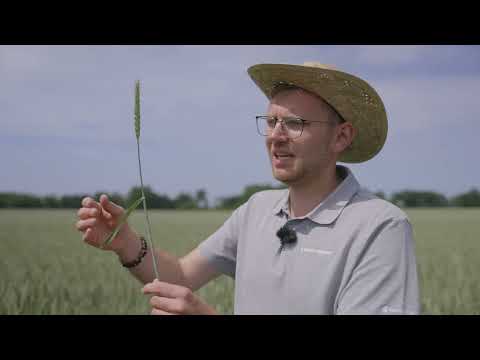 Jak wygląda Lemmy w czerwcu?