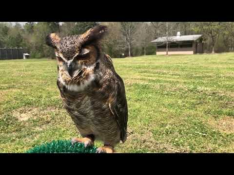 image-What is the height of a great horned owl?