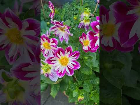Dahlia Love, Flower Garden Tour #dahlias #flowers