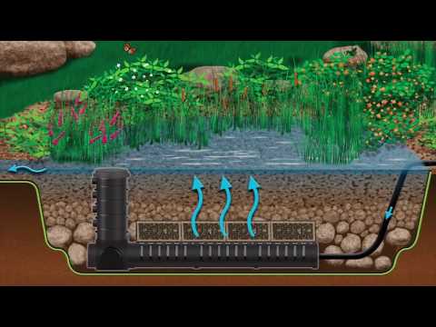 Wetland Filtration for Pond Health