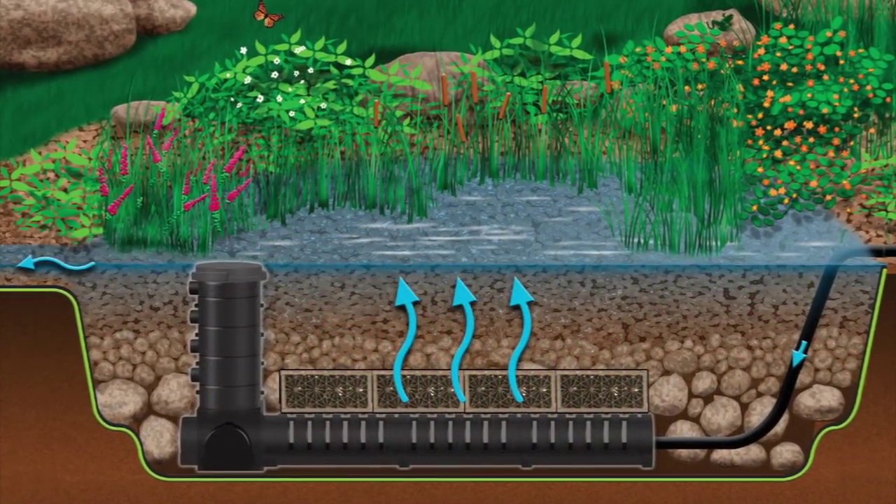 Wetland Filtration for Pond Health