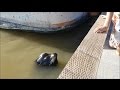 VIDEO: Sea lion grabs girl and pulls her into water