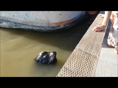 “Sea lion grabs young girl from dock, pulls her underwater”
