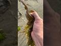 Extremely Satisfying Popping Sea Balls and Jellyfish! #shorts