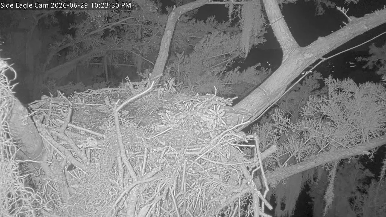 Live webcam view of Cámara Lateral del Nido de Águilas