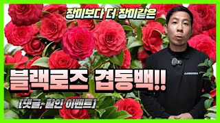 장미보다 더 장미같은 동백의 여왕???? 블랙로즈 겹동백!!  [댓글, 할인 이벤트]