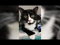 A Cat Got Stuck In A Washing Machine For A Full 35 Minute Cycle