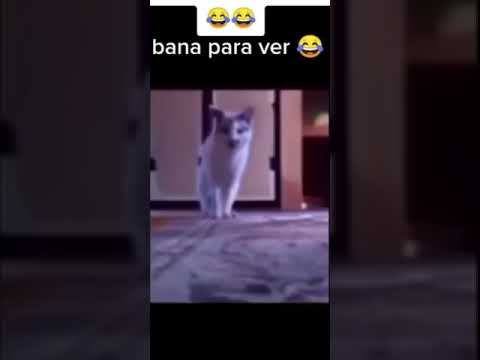 Masadaki Parayı Çalmaya Çalışan Hırsız Kedi