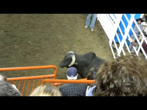 Bull Ride Mania {{BULL HOCKEY}}