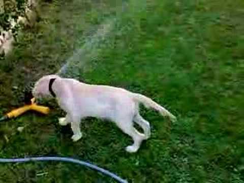 Naia descubre el aspersor