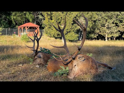 Der Hirsch aus dem Schilf