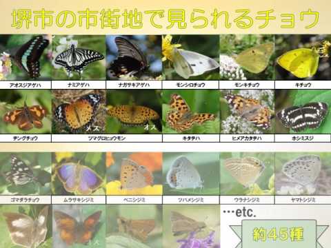 夜行性蝶の種類と特徴