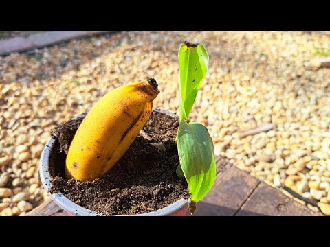 S04. 15 Banánpalánta a cserépben (banán szaporítása)