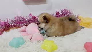 ハーフ犬の動画01
