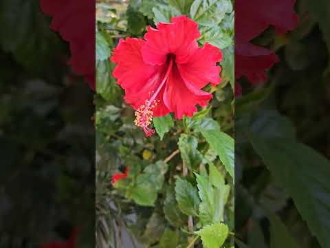 baharo fool batsawo #youtubeshort #vedicastrology #visit #flowers #garden
