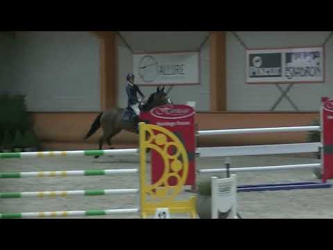 For Sale ;  Casallina   Casall x Cardino  2009