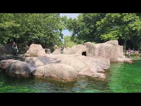 Bronx Zoo - Sea lion feeding - 20220917 150125