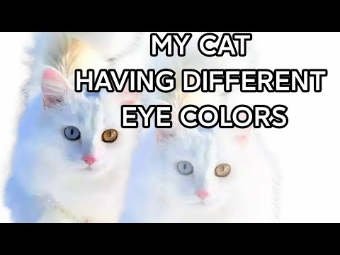 My beautiful cat having different eye colors | heterochromatic cat | Odd-eyed cat.
