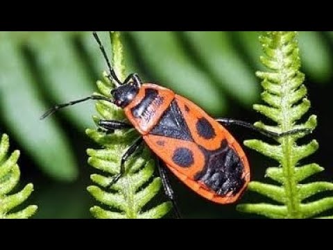 Vatrene stenice uvek na gomili..