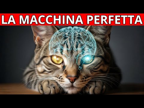 The Cat: Nature's Perfect Machine (watch now and understand everything)
