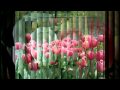 Blumen-die schönste Sprache der Welt.mpg 