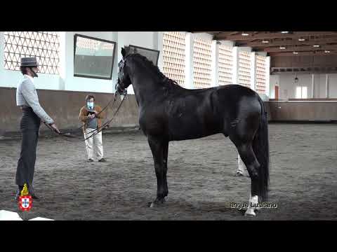 210424 13 Jozeripi Hacal - Aprovação de Garanhões